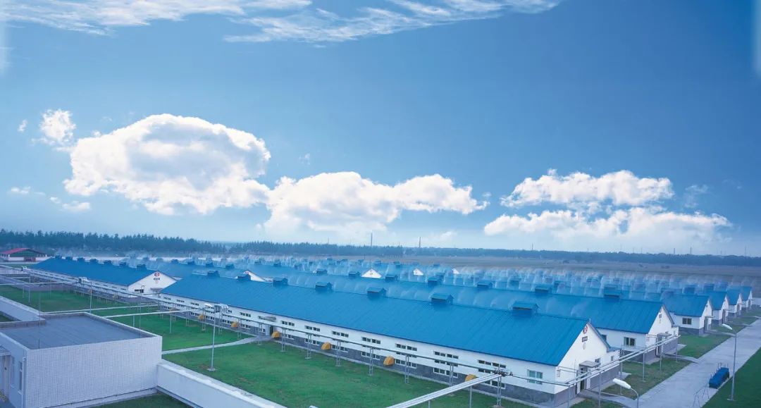 △雙匯養殖基地